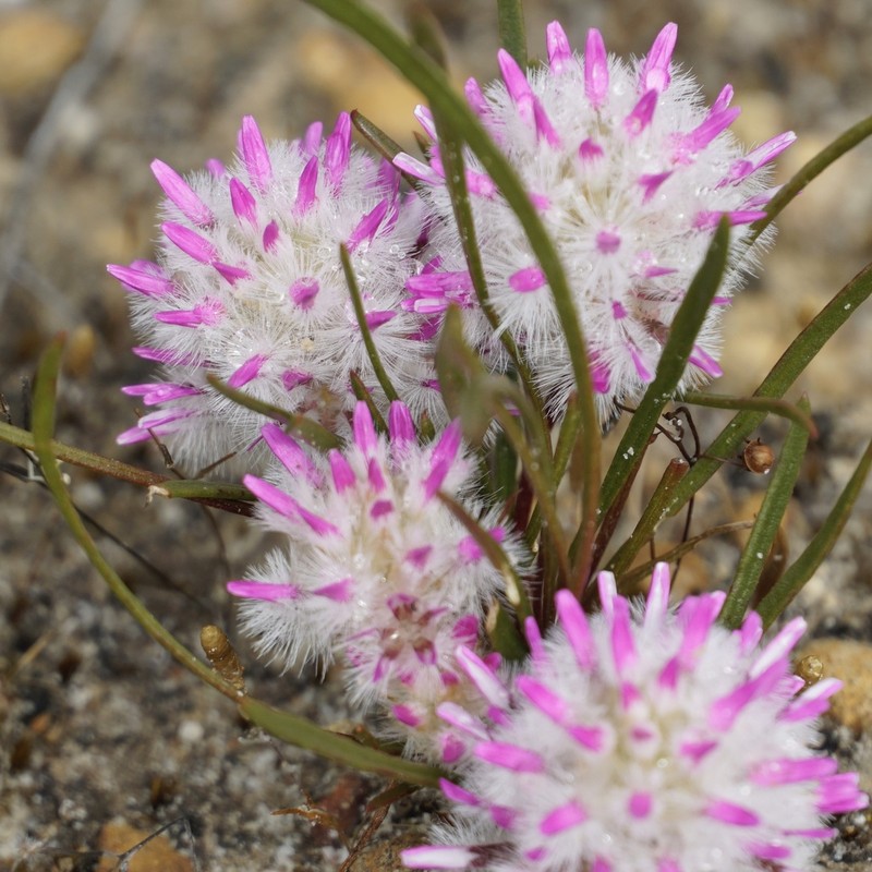 Ptilotus davisii photo 3