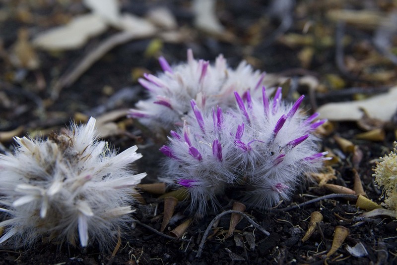 Ptilotus davisii photo 4