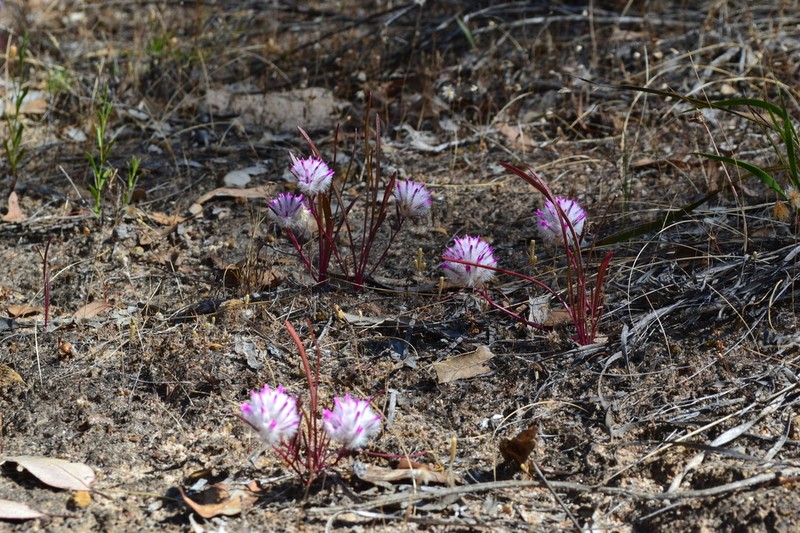 Ptilotus davisii photo 5