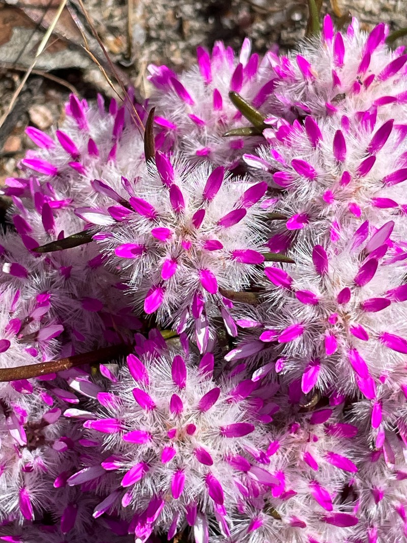 Ptilotus davisii photo 6