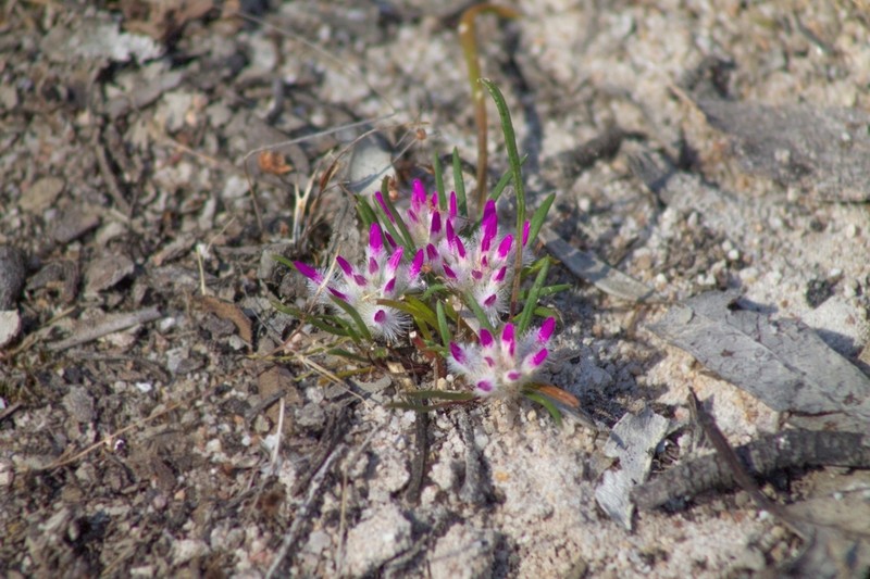 Ptilotus davisii photo 7