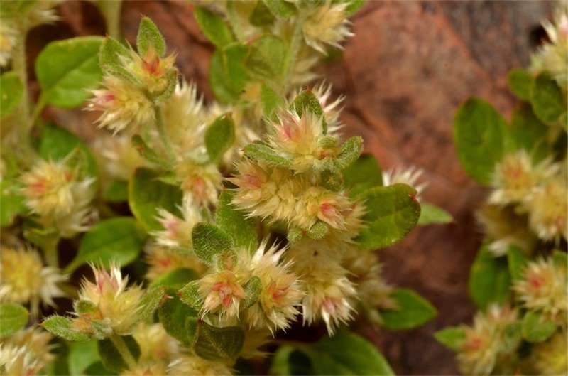Ptilotus decipiens