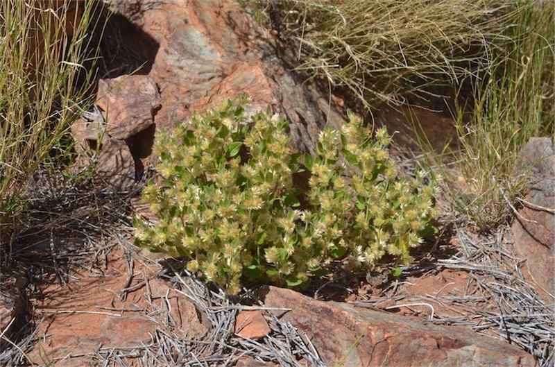 Ptilotus decipiens photo 2