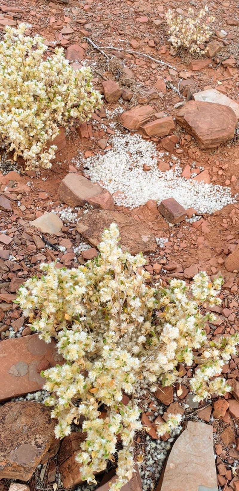 Ptilotus decipiens photo 3