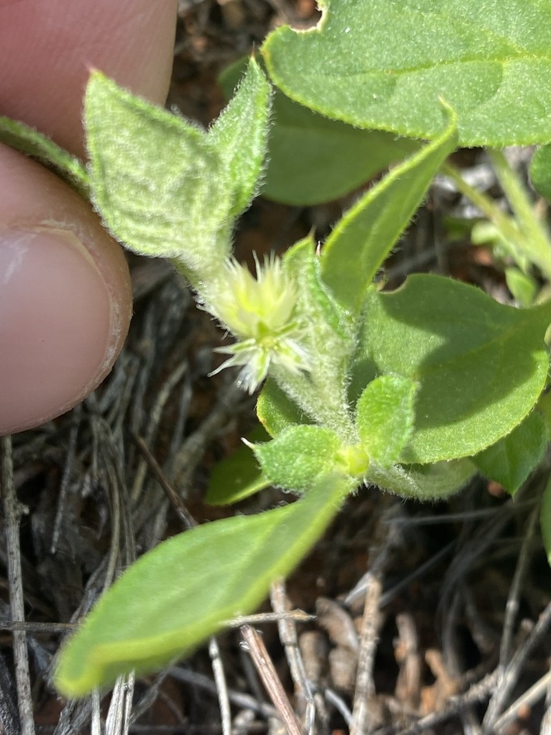 Ptilotus decipiens photo 4