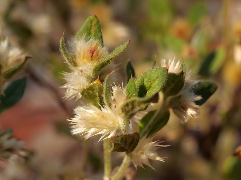 Ptilotus decipiens photo 5