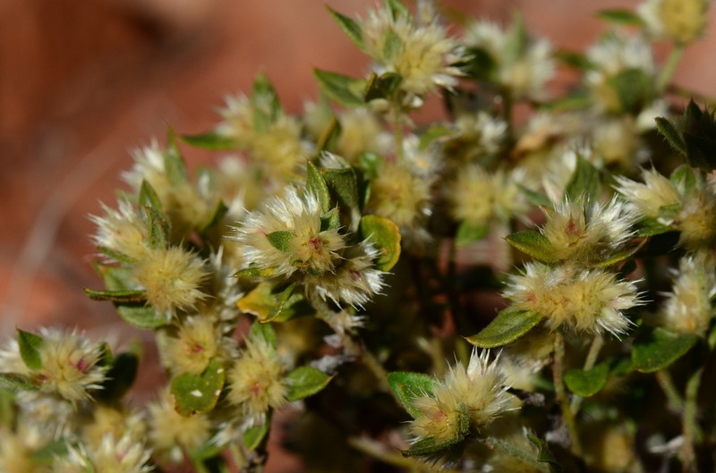 Ptilotus decipiens photo 6