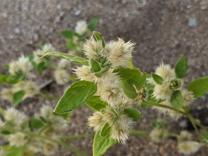 Ptilotus decipiens photo 7