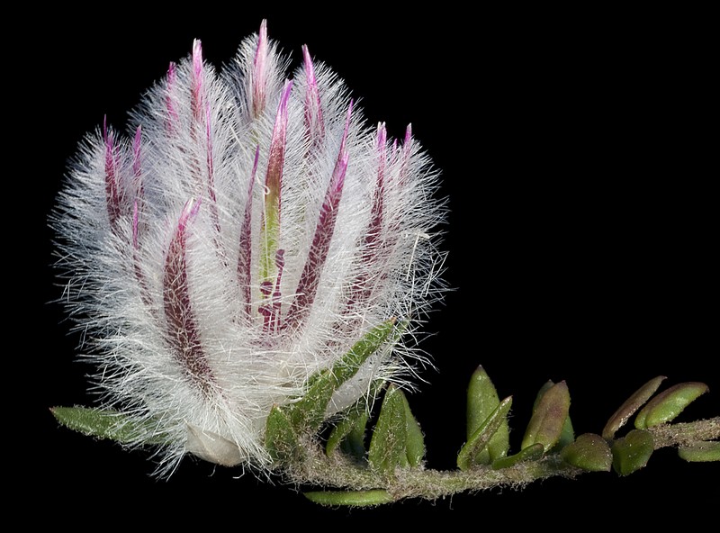 Ptilotus declinatus