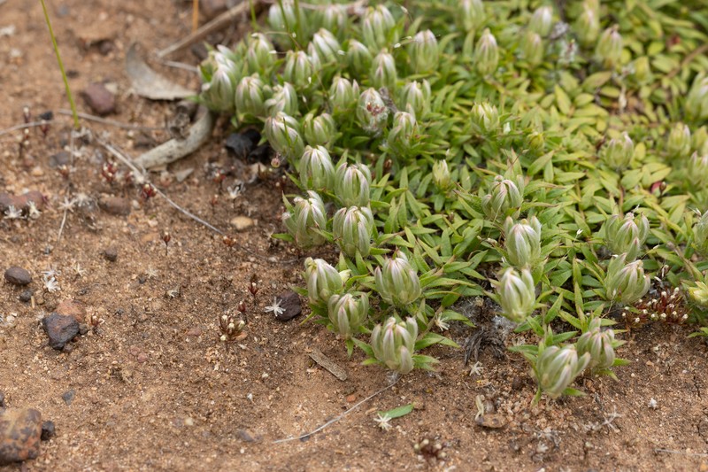 Ptilotus declinatus photo 2