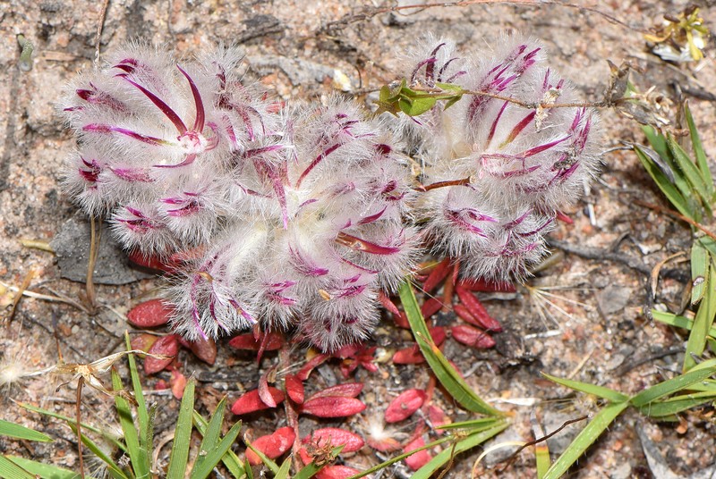 Ptilotus declinatus photo 4