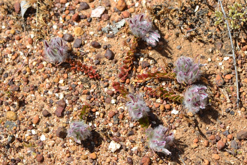Ptilotus declinatus photo 5