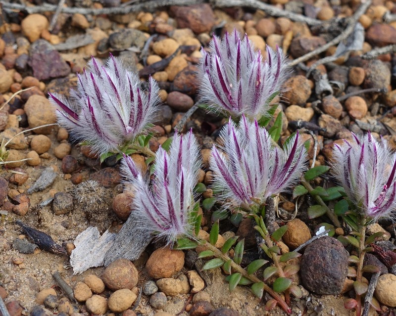 Ptilotus declinatus photo 6