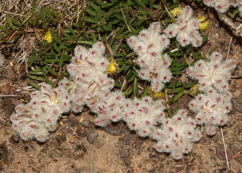 Ptilotus declinatus photo 7