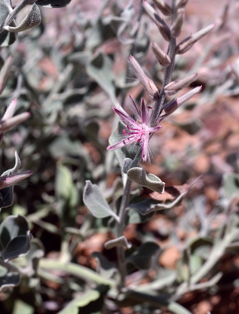 Ptilotus dissitiflorus