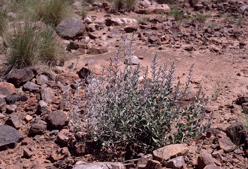 Ptilotus dissitiflorus photo 2