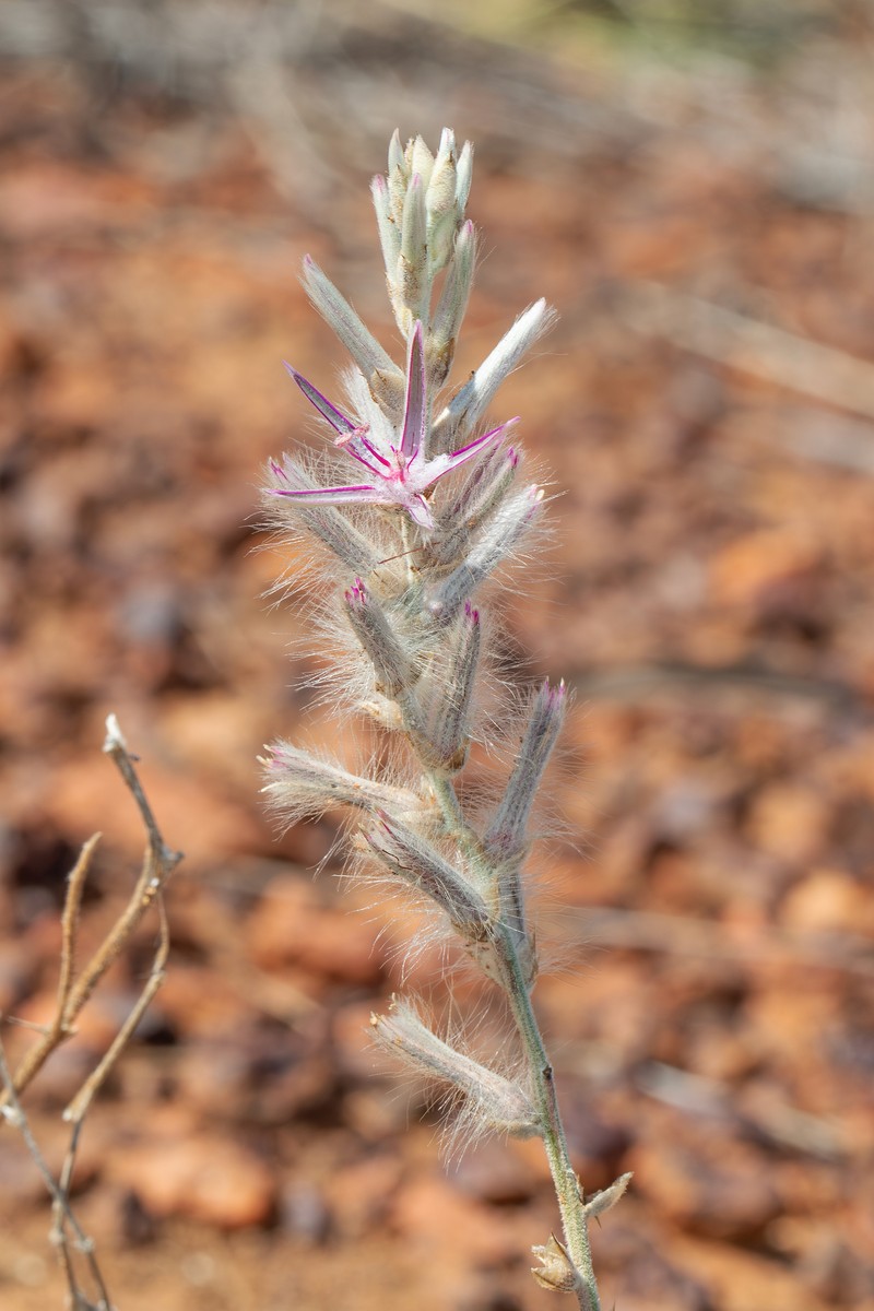 Ptilotus dissitiflorus photo 4