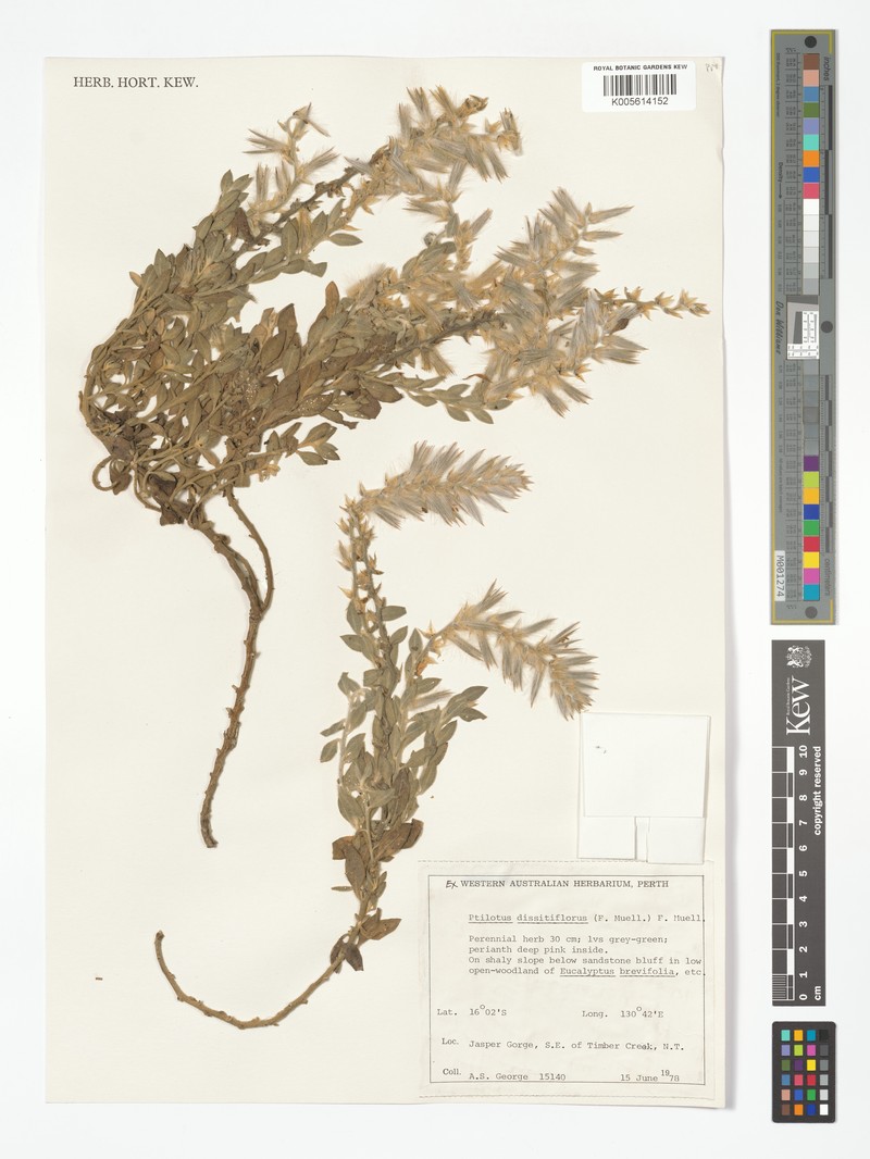 Ptilotus dissitiflorus photo 5