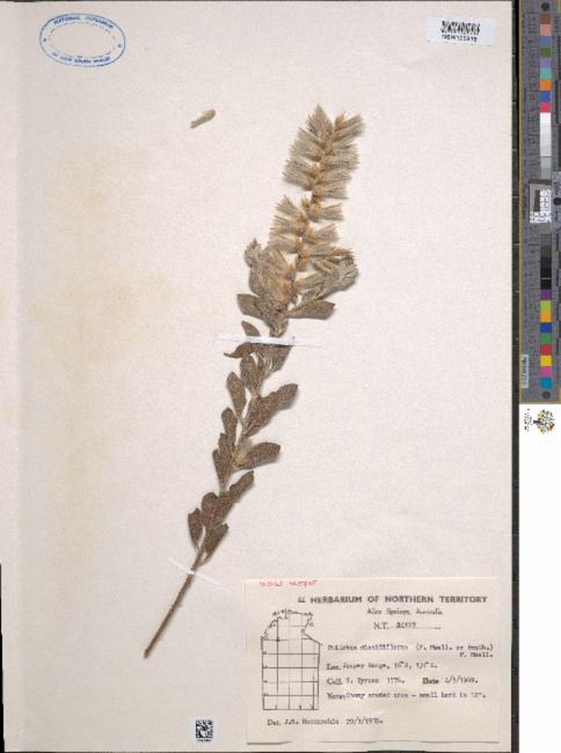 Ptilotus dissitiflorus photo 6