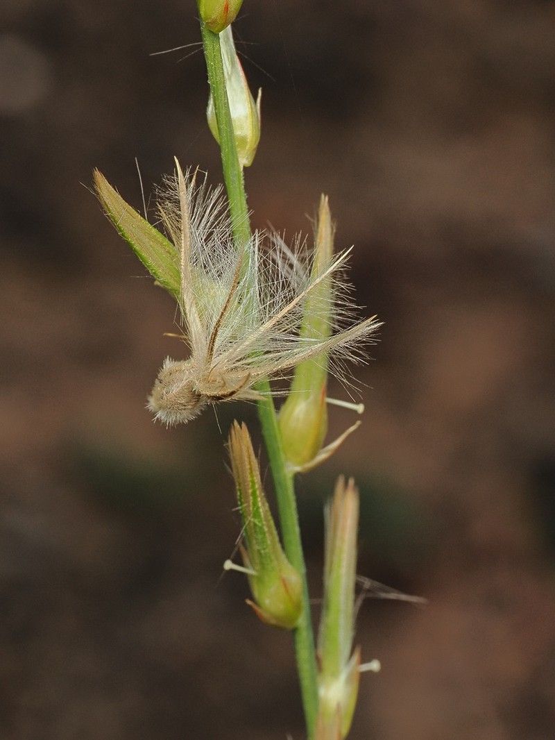 Ptilotus distans