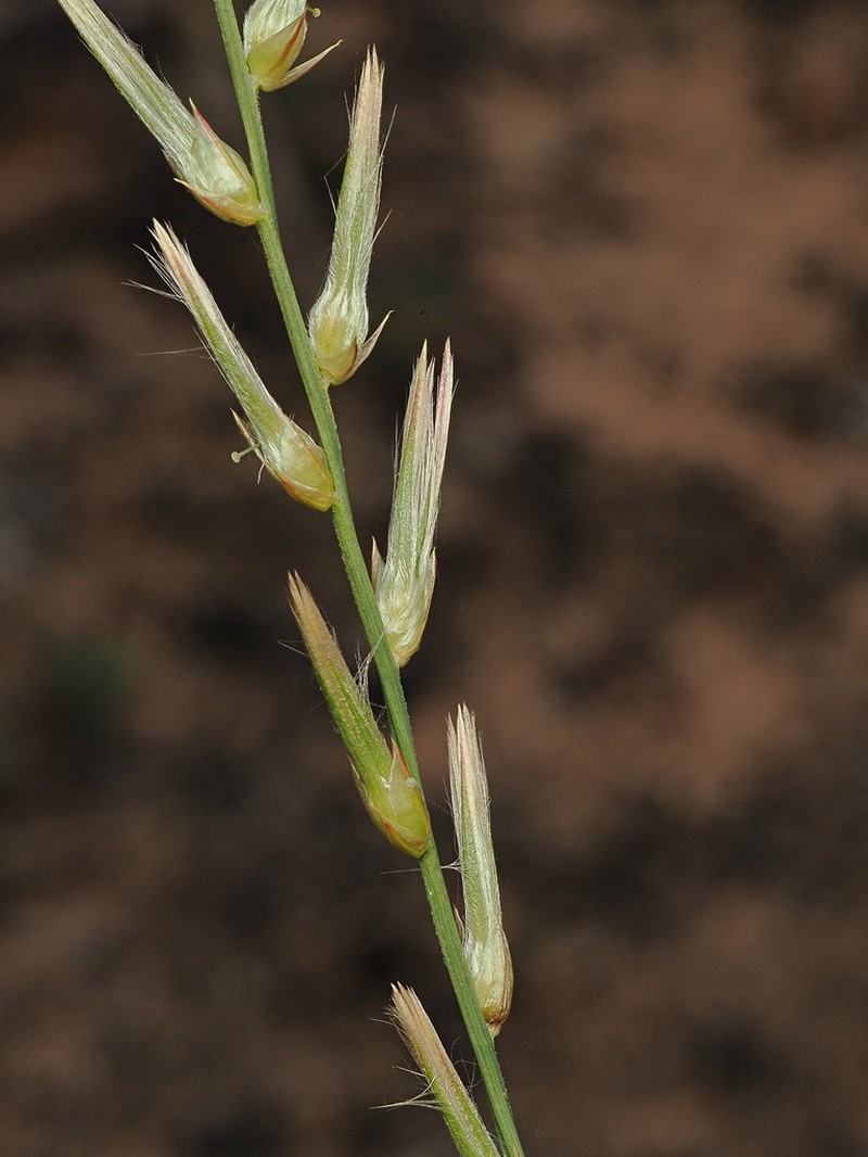 Ptilotus distans photo 2