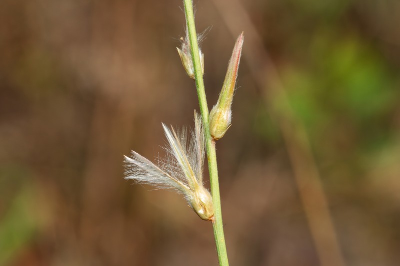 Ptilotus distans photo 3
