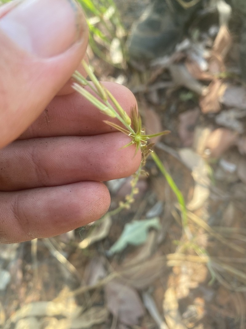 Ptilotus distans photo 4