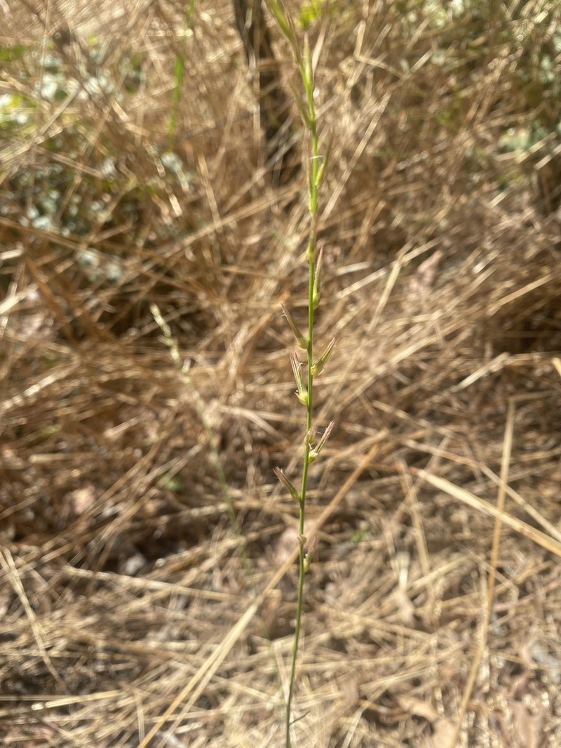 Ptilotus distans photo 5