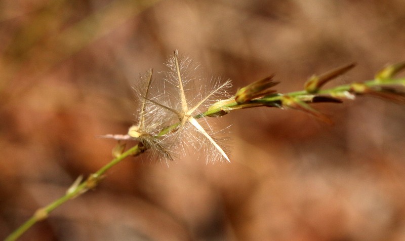Ptilotus distans photo 6
