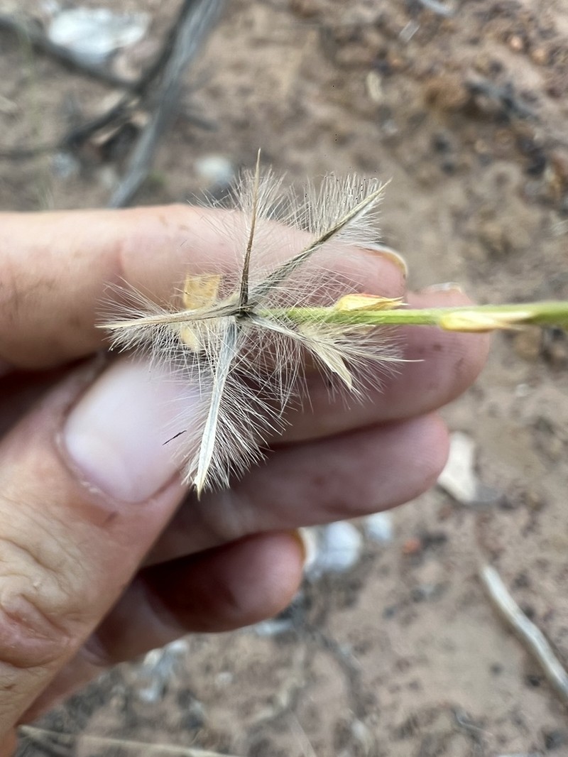 Ptilotus distans photo 7