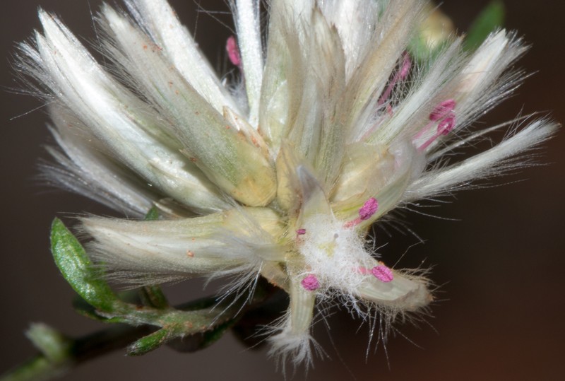 Ptilotus divaricatus