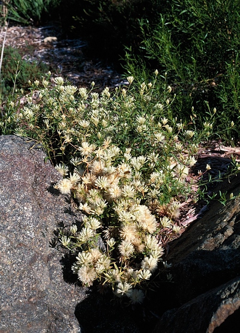 Ptilotus divaricatus photo 2