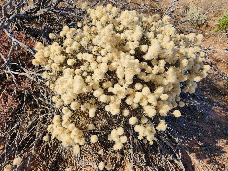 Ptilotus divaricatus photo 3