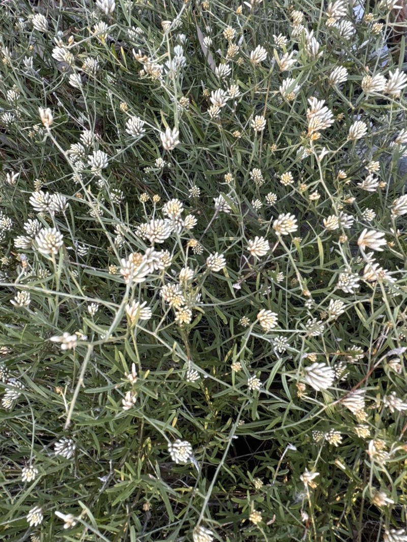 Ptilotus divaricatus photo 4