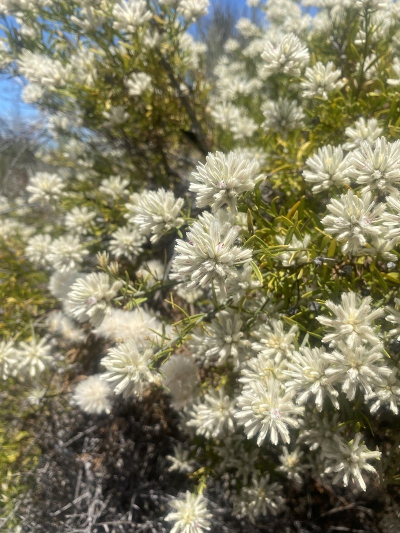 Ptilotus divaricatus photo 5