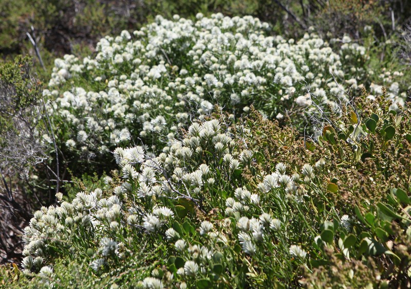 Ptilotus divaricatus photo 6