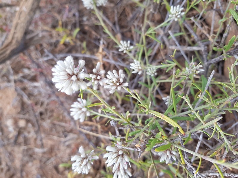 Ptilotus divaricatus photo 7