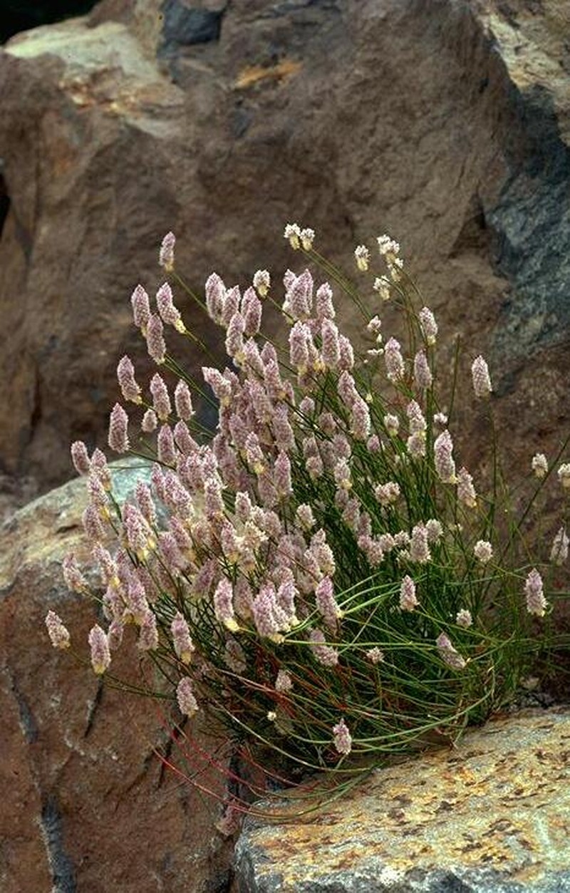 Ptilotus drummondii photo 2