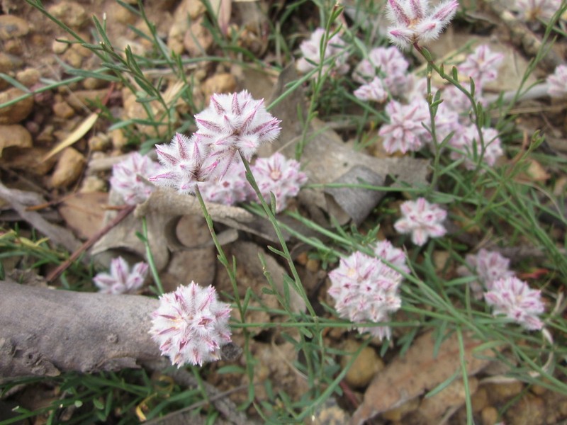 Ptilotus drummondii photo 3