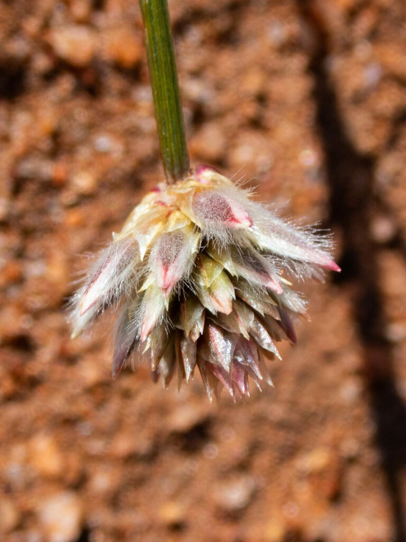Ptilotus drummondii photo 4