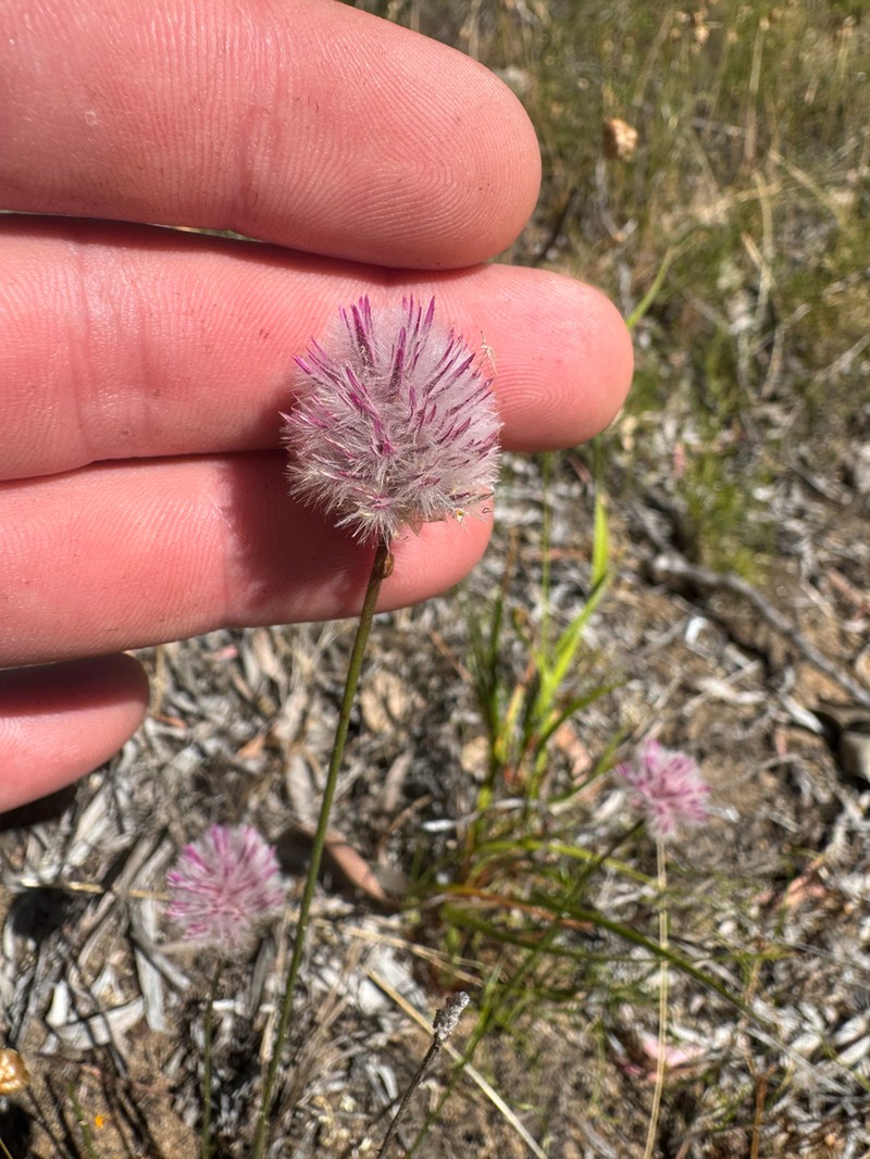 Ptilotus drummondii photo 5