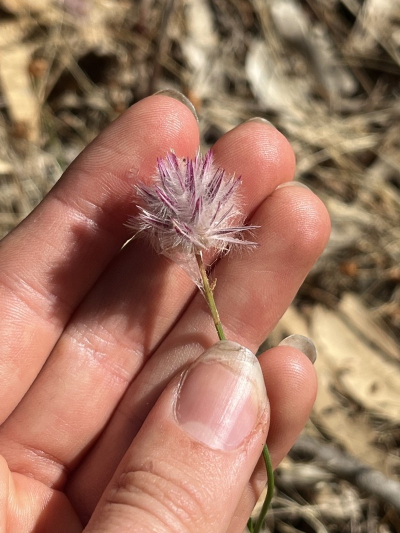 Ptilotus drummondii photo 6