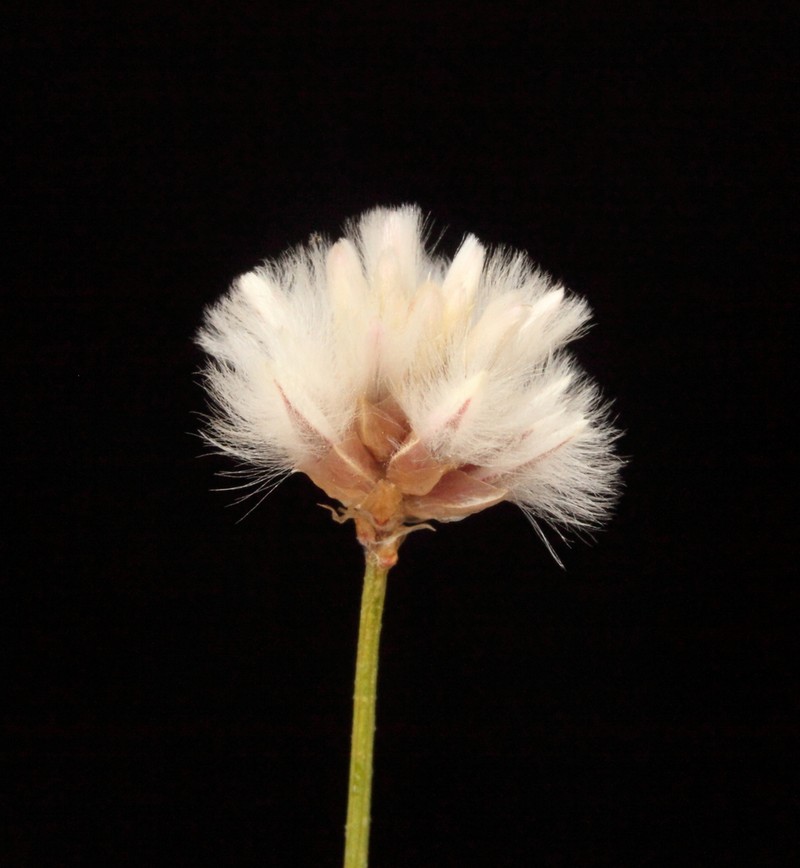Ptilotus drummondii photo 7