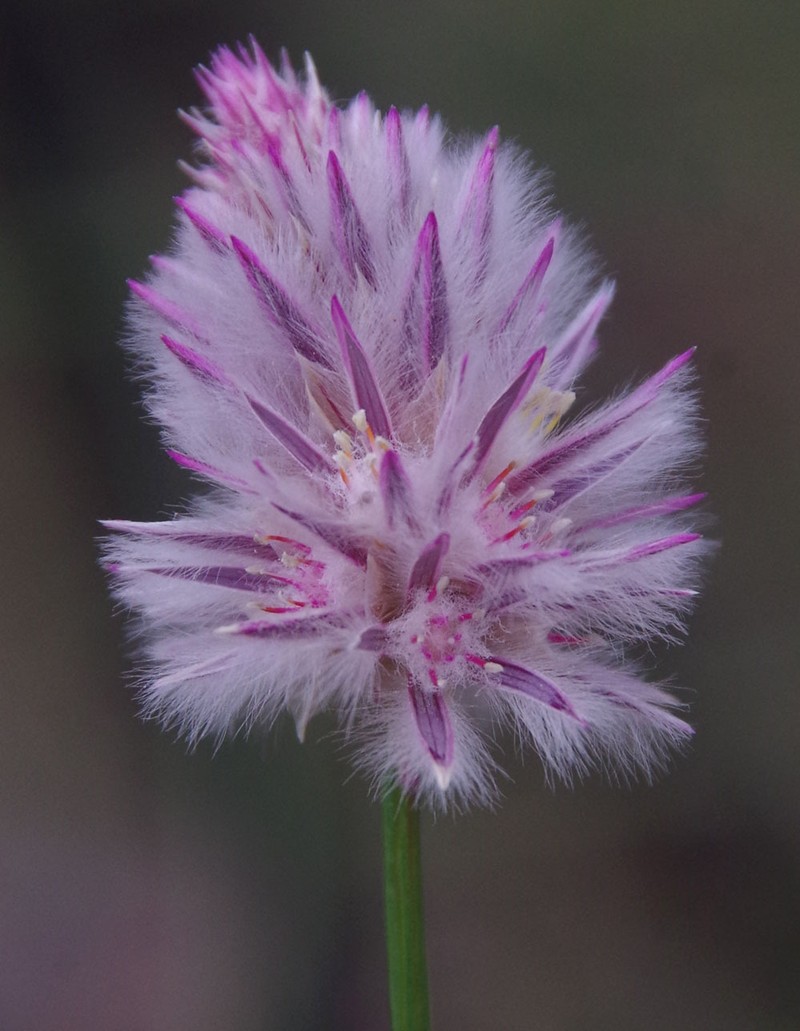Ptilotus drummondii var. drummondii