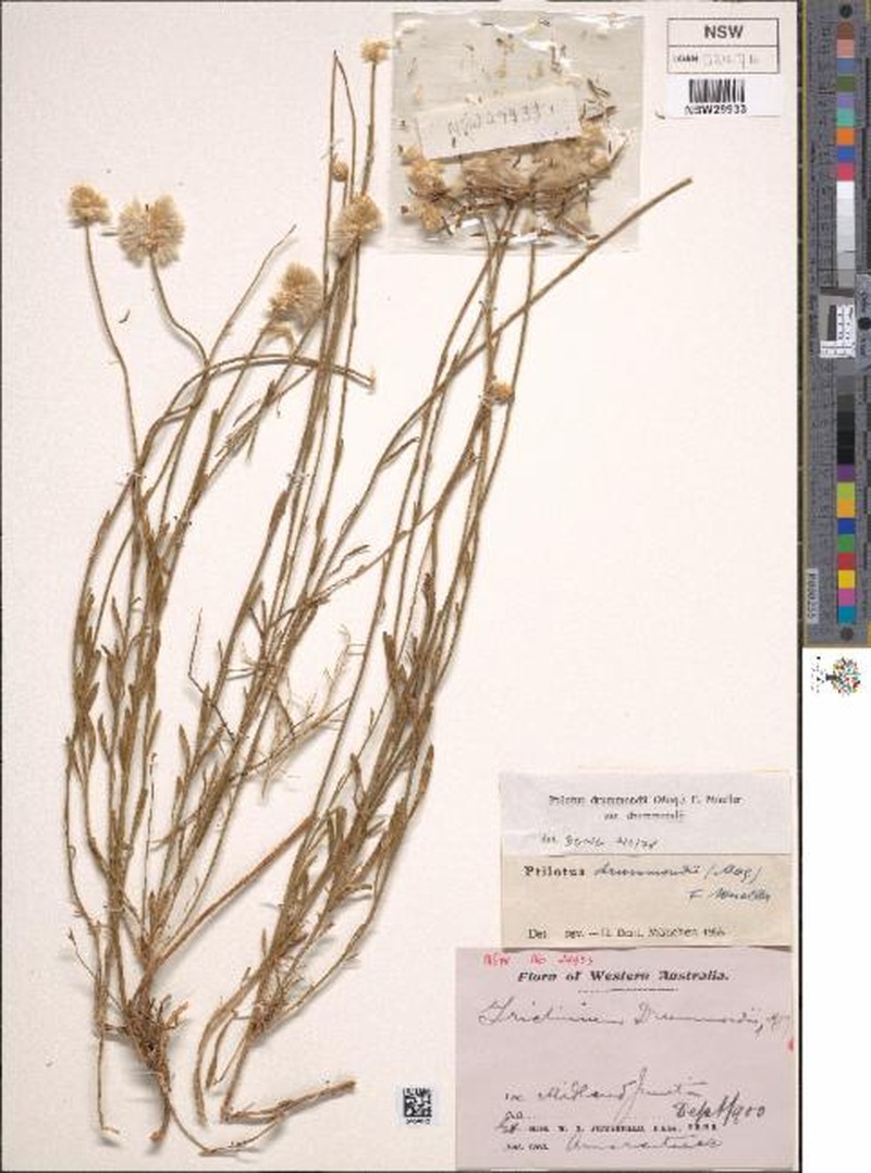 Ptilotus drummondii var. drummondii photo 2