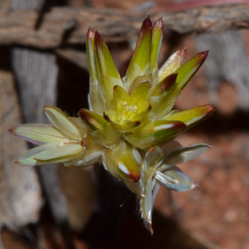 Ptilotus eremita