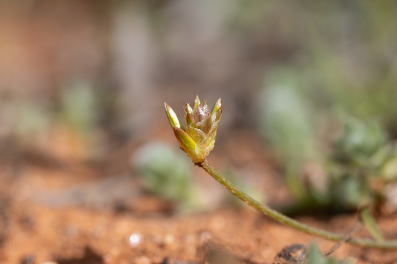 Ptilotus eremita photo 2