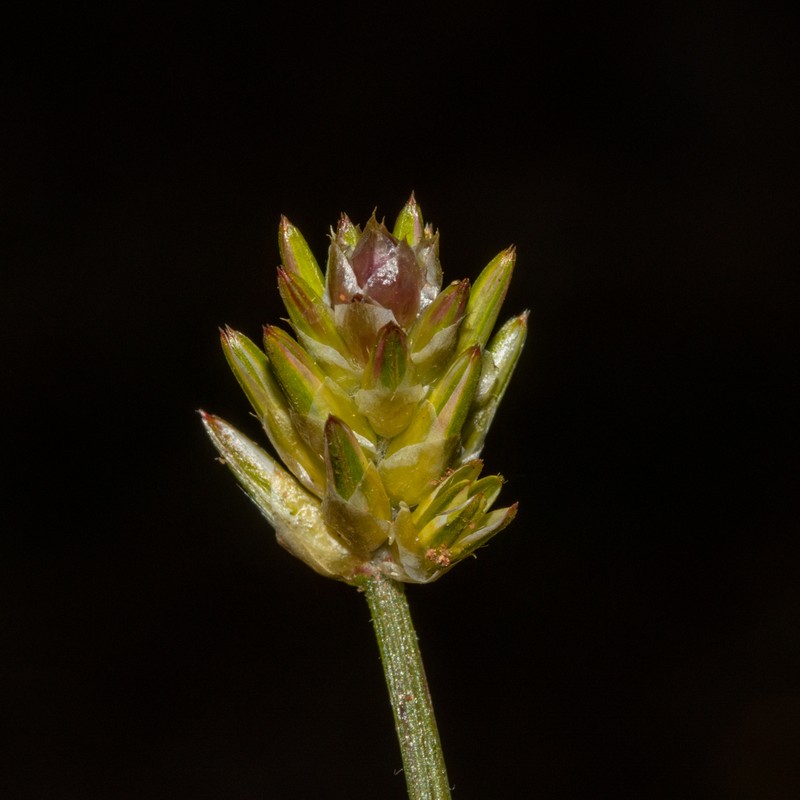 Ptilotus eremita photo 3