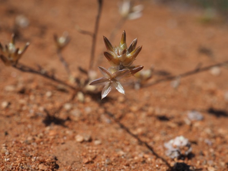 Ptilotus eremita photo 4