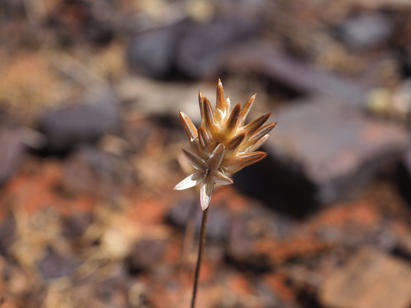 Ptilotus eremita photo 5